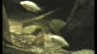 My Kissing gouramis in a fishtank  Küssende Guramis 22 [upl. by Telrahc]