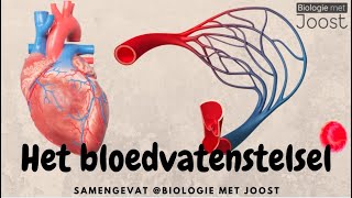 Het bloedvatenstelsel  Samenvatting [upl. by Stephine]