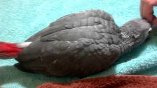 Baby African Grey Parrot [upl. by Esenahs268]