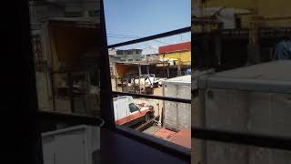 Temblor CDMX 19 sep 2017 [upl. by Nee957]