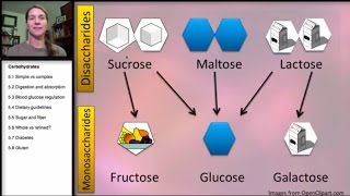 51 Carbohydrates Simple and Complex [upl. by Yeldnarb]