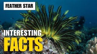 What Are the Most Interesting Facts About Feather Star  Interesting Facts  The Beast World [upl. by Daisy113]