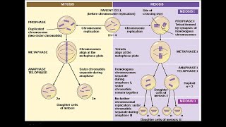 Differences between Meiosis 1 and Meiosis 2 divisions [upl. by Eniale]