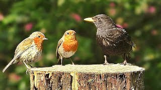 Videos y Película Para Gatos  Hermosos pájaros para que los gatos los vean en la televisión [upl. by Nnauol760]