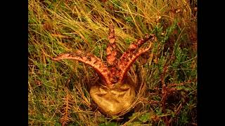 Devils Fingers or Octopus Fungus Clathrus archeri emerging from egg [upl. by Stew]