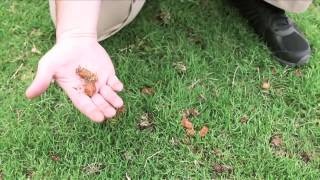 ArborNomics Aerating your Lawn Aeration or Aeration and Overseeding [upl. by Riebling]