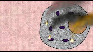 CANCER APOPTOSIS [upl. by Job]