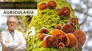 Auricularia il Fungo per lapparato cardiocircolatorio [upl. by Emmi]