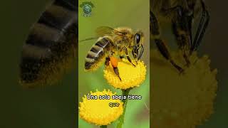 🌼🐝 Misterios de la polinización La importancia vital de las abejas en nuestro ecosistema 🌎🍯✨ [upl. by Aicilanna333]