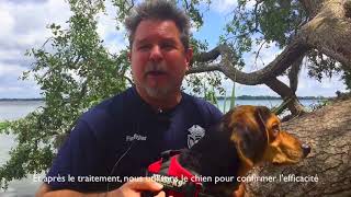 Détection canine des punaises de lit Interview de Bill Whitstine [upl. by Idhem631]