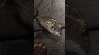 Feisty pinky at Busselton Jetty fishing fishcatching shorts [upl. by Triny]