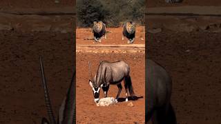 sable antelope lions animals viralshort [upl. by Mair]