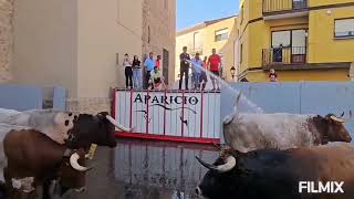 ALMAZORA  CS  7102023 ENCIERRO DE TOROS CERRILES DE GARCIGRANDE Y SUELTA DE UN TORO CERRIL [upl. by Ravaj]