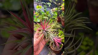 Tillandsia ionantha shorts shortvideo short youtubeshorts youtube [upl. by Odrarebe]