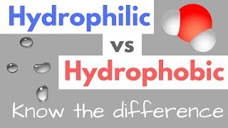 Hydrophilic vs Hydrophobic  Substances  Cell Membranes [upl. by Noreik]