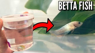 BETTA FISH RESCUED From PET STORE UPDATE [upl. by Harrell]