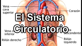 El Sistema Circulatorio  Documental de Biología [upl. by Rambort250]