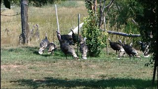 Twenty Turkeys or more  Large Wild Turkey Flock Passes Through [upl. by Zitvaa402]