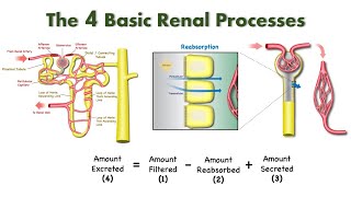 Elements of Renal Physiology Filtration Reabsorption Secretion and Excretion [upl. by Adamok]