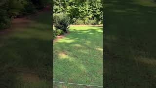 Seed Renovation Update  Seeded Zenith Zoysia  41 Day Update [upl. by Nivra898]