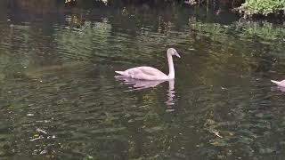 Swans a swimming [upl. by Berna]