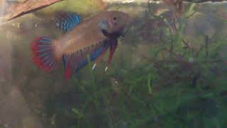 Wild Betta Imbellis vs Splendens [upl. by Dawaj422]