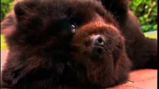 YouTube Breed All About It Chow Chow [upl. by Erreit]