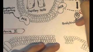 ReninAngiotensin System Structure Chymase [upl. by Aidan]