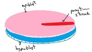 bilaminar and trilaminar embryonic disc  gastrulation  english  DR SAMEH GHAZY [upl. by Aldwon]