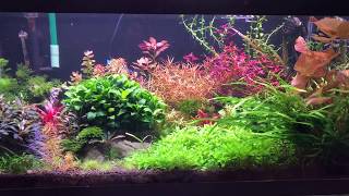 40B Planted Tank and Emerald Eye Rasboras [upl. by Mercola]