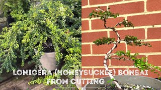 Making Honeysuckle Bonsai Lonicera From Cuttings  Clipping Bonsai I Made With Peter Chan [upl. by Eenoj84]