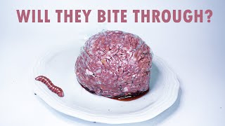 Can Plastic Wrap Protect the Meat From Maggots Timelapse [upl. by Gnos178]