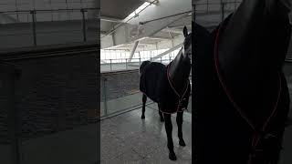 A Cool BA A380 Model And A Serious Looking Horse Outside T5 South Business Lounge  LHR Aviation [upl. by Teresita]