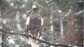 オオワシ VS オジロワシ Stellers Sea Eagle VS Whitetailed Eagle [upl. by Newcomb]