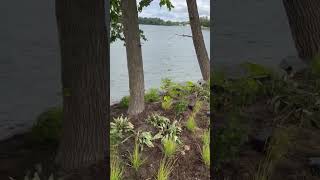 Lakeside Planting Part 33 [upl. by Alpert]