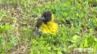 CABECITA NEGRA  Carduelis magellanica  AVES DE ARGENTINA [upl. by Asaeret]