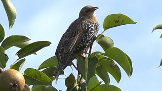 Common starling [upl. by Rolyab775]