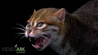 An endangered IUCN and federally endangered flatheaded cat Prionailurus planiceps [upl. by Marian]