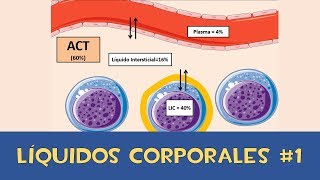 Líquidos corporales 1 💧  Agua Corporal Total [upl. by Nala]