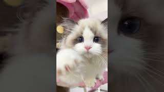 cute little kittenbabycat kitten cat douyin [upl. by Mclyman556]