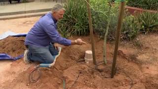 Grow Strong amp Healthy Trees in the Desert [upl. by Bindman]