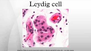 Leydig cell [upl. by Noe]