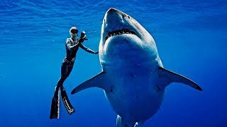 Freediving with Worlds Biggest Shark  Deep Blue [upl. by Yorel]