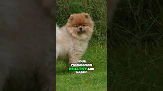 Pomeranian  Tiny Active Watchdog With Napoleon Complex [upl. by Oznole]