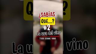 ¿Sabías que…  2 La uva del vino 🍷 [upl. by Gilbertina617]