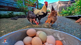 Juntando HUEVOS en el GALLINERO 🥚 Se encluecaron Muchas Gallinas🐔 [upl. by Garrison]