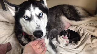 Alaskan husky birthing 8 puppies [upl. by Aryad440]