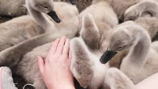 Petting Ridiculously Fluffy Swan Babies Cygnets [upl. by Nahamas]