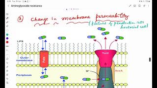 Mechanism of aminoglycoside resistance [upl. by Fira621]