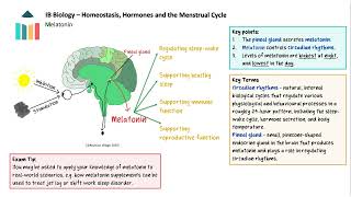 Homeostasis Hormones and the Menstrual Cycle IB Biology SLHL [upl. by Urina]